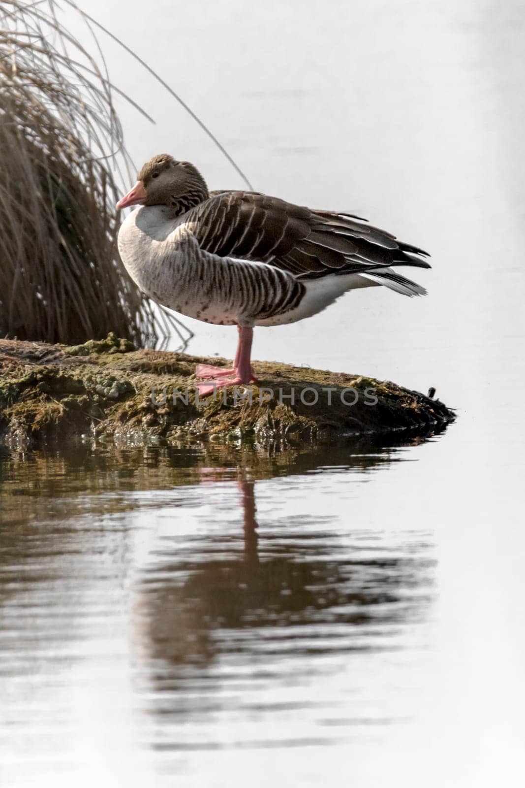 Greylag sits on a small island in front of blurred reed background with copy space