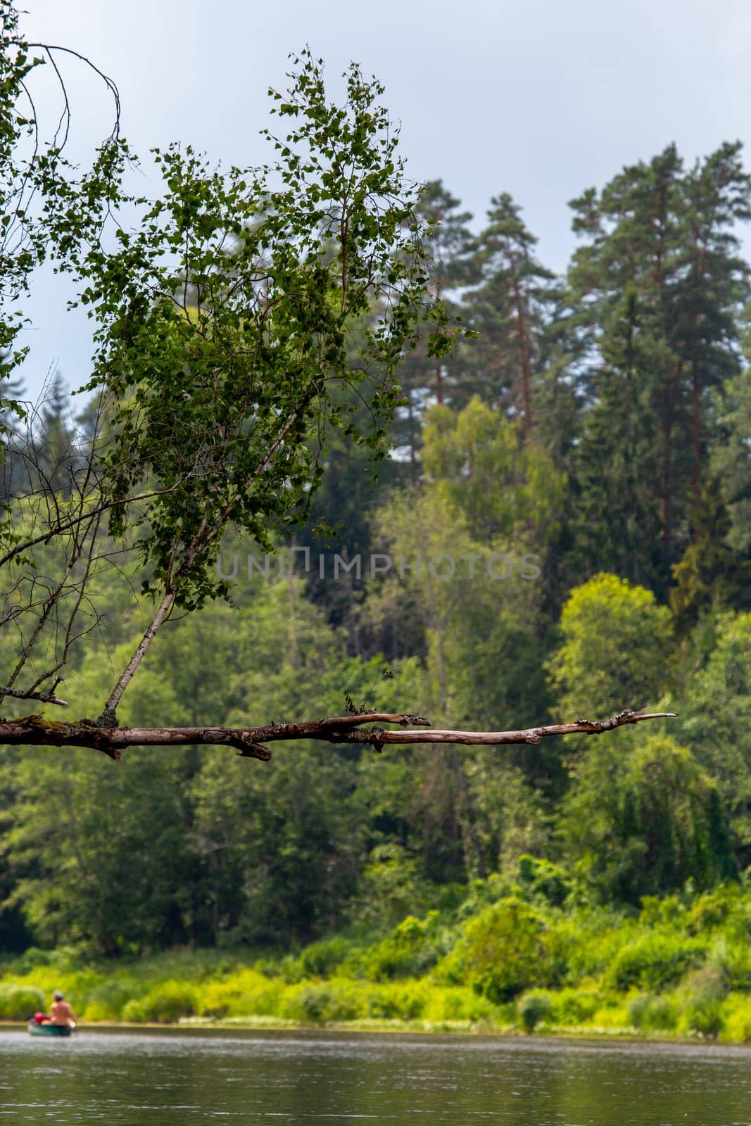 Forest with a dead and broken birch tree over the river in Latvia. The Gauja is the longest river in Latvia, which is located only in the territory of Latvia. ..