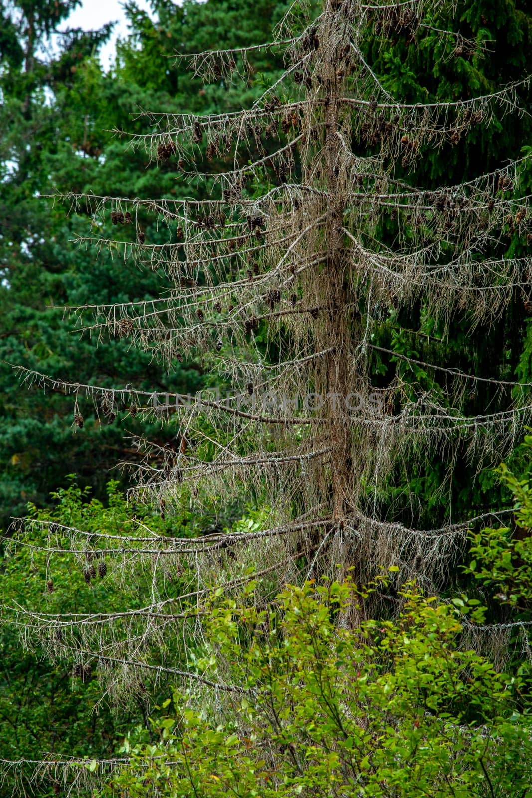 Forest with a dead spruce tree on the river shore in Latvia. The Gauja is the longest river in Latvia, which is located only in the territory of Latvia. ..