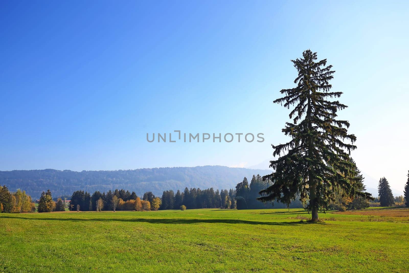 Werdensteiner Moos is a moor in the Allgäu, Bavaria, Germany, Europe