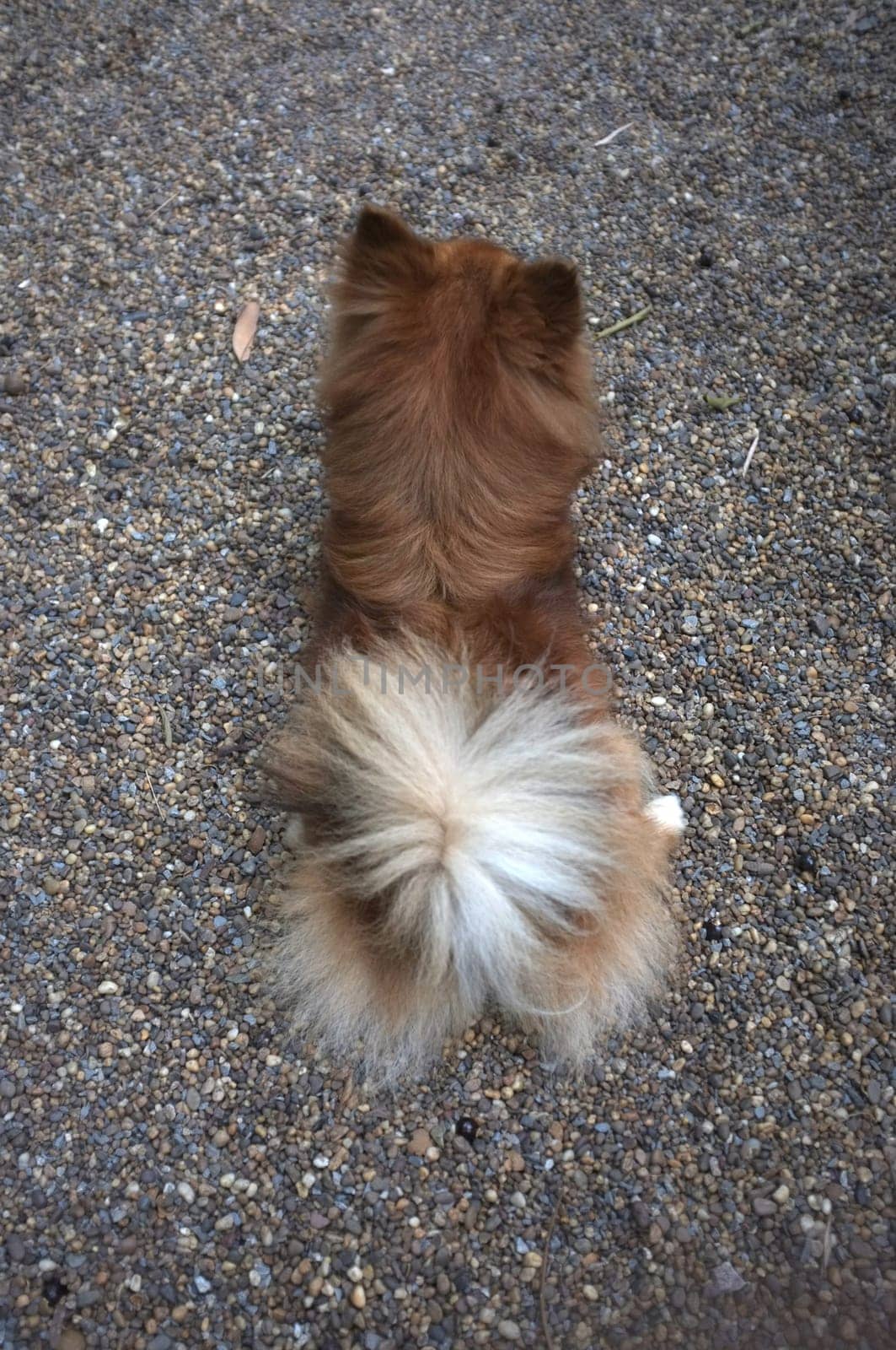 long-haired Chihuahua hua