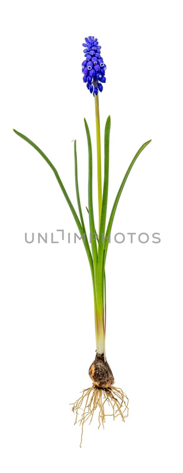 Blue grape hyacinth with onion, leaves and blossom isolated on white
