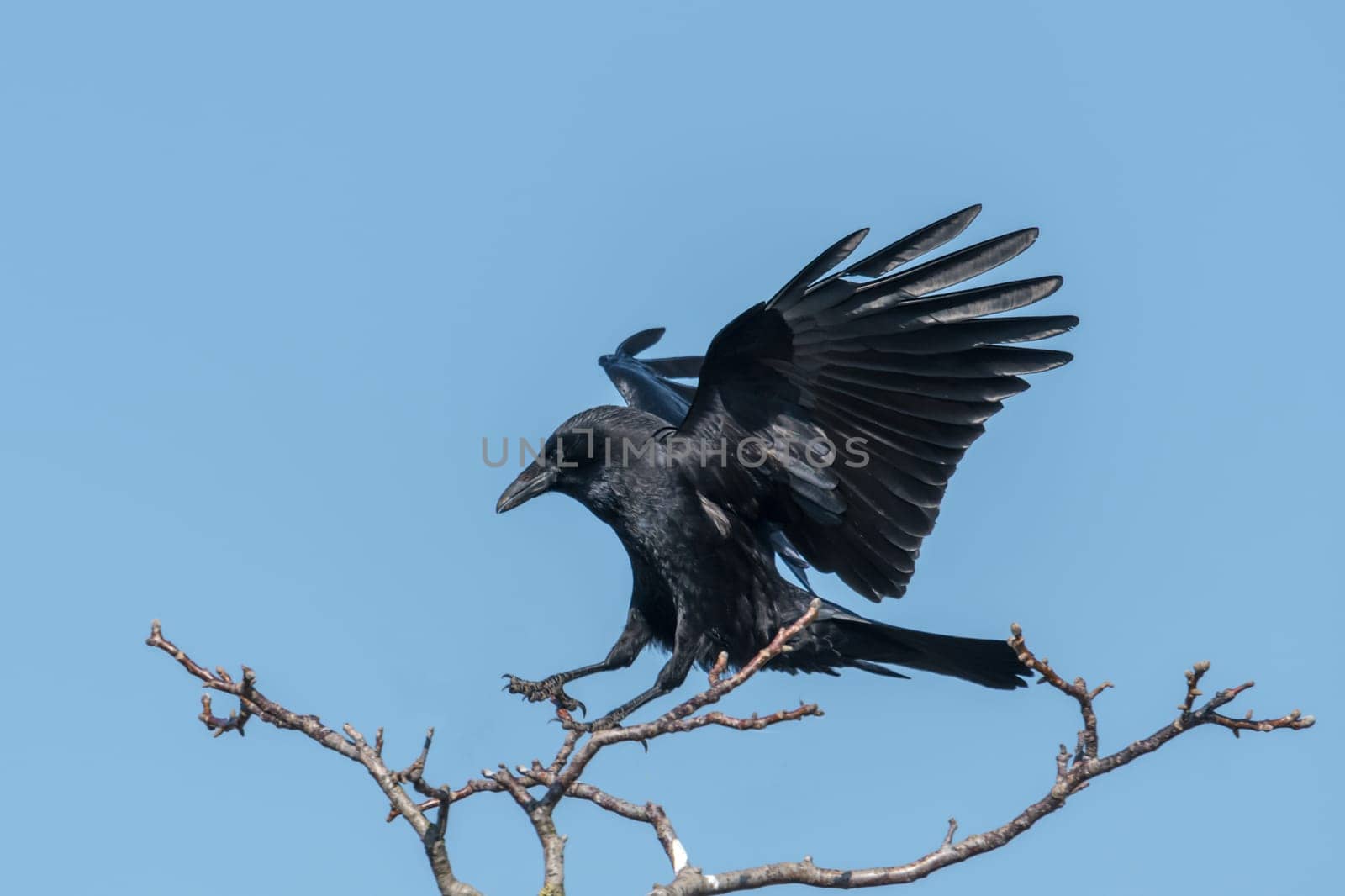 Flying raven on landing in front of blue cloudless sky
