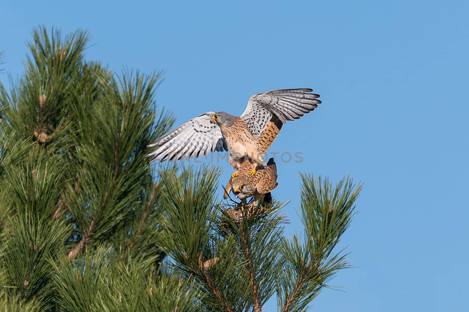 Kestrel couple on a pine while mating in front of blue sky