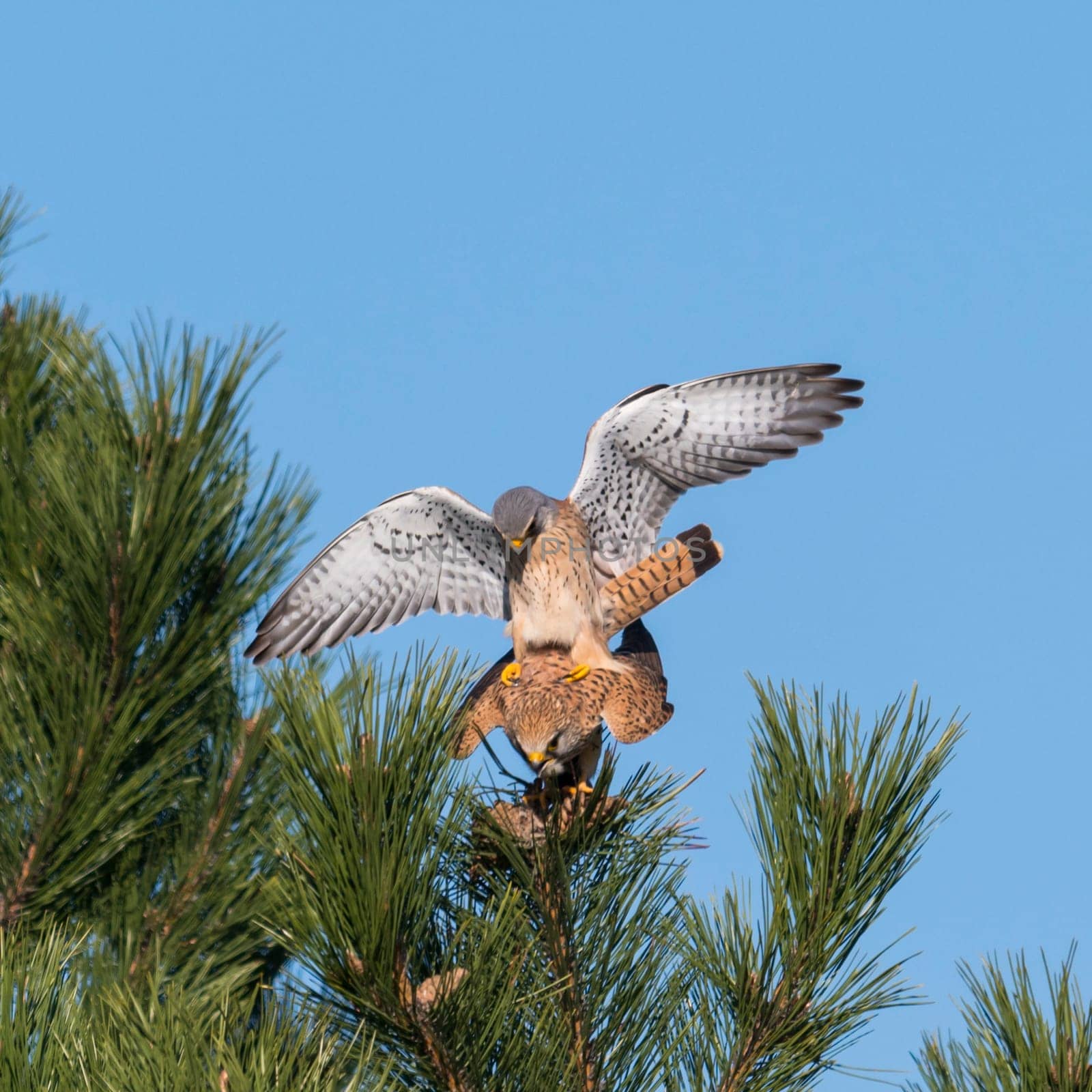 Kestrel couple on a pine while mating in front of blue sky