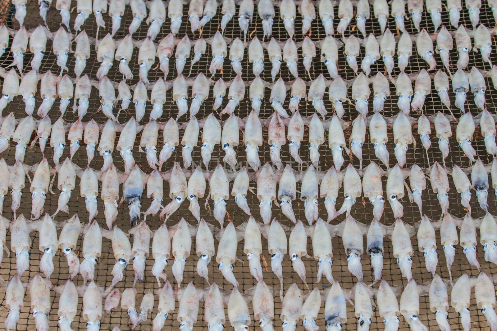 close up dry squid, tradition seafood in Thailand