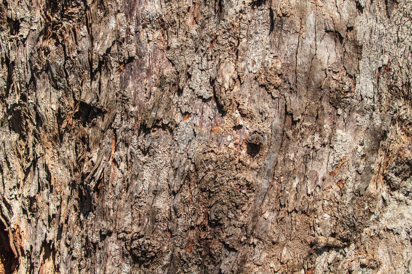 texture of bark wood use as natural background