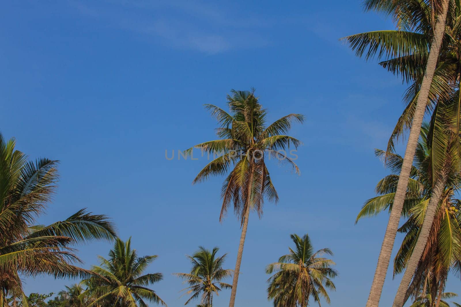 Palm tree with coconut on sky in farm Thailand