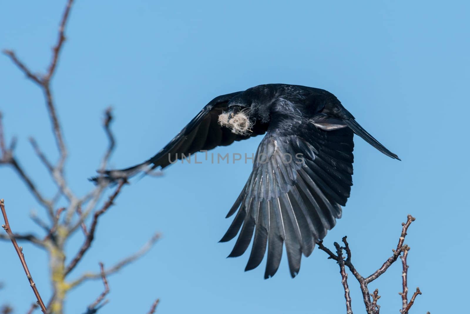Flying raven with outstretched wings and nesting material in its beak against a blue sky
