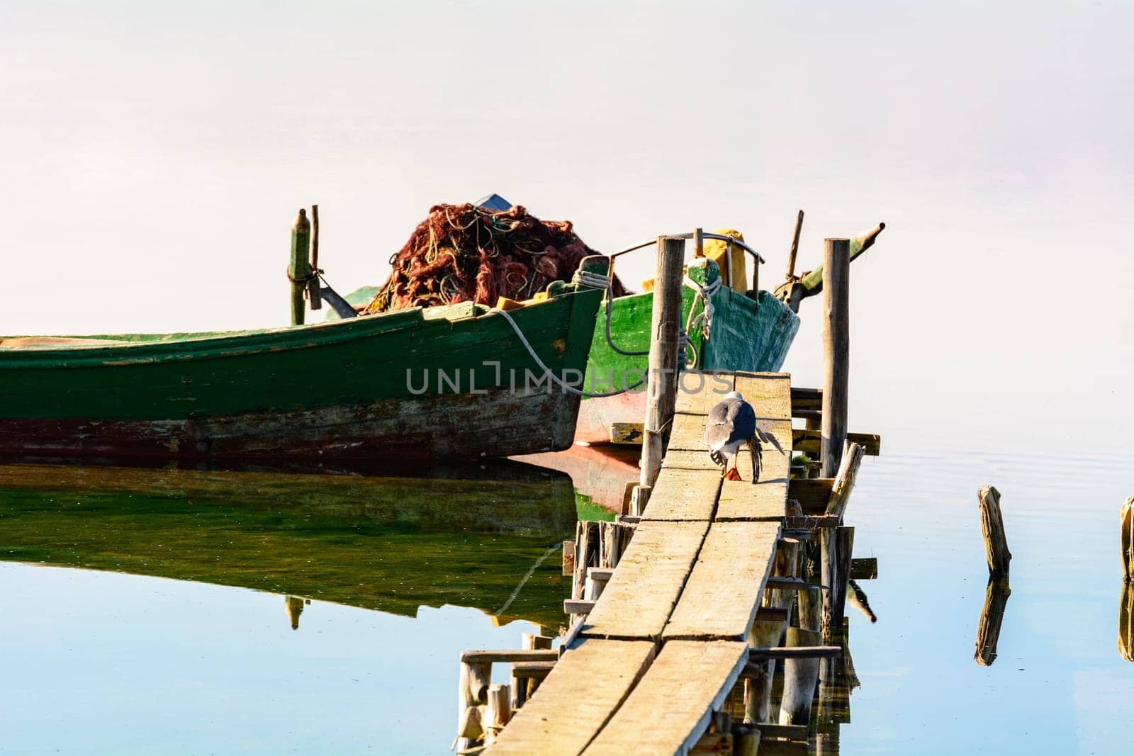 The Seagull walks over the mooring waiting for the arrival of the fishermen with the fish to steal.