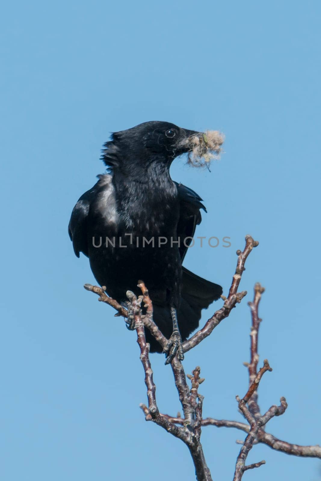 Raven with nesting material in its beak sits on a branch against a blue sky, ruffled by the wind