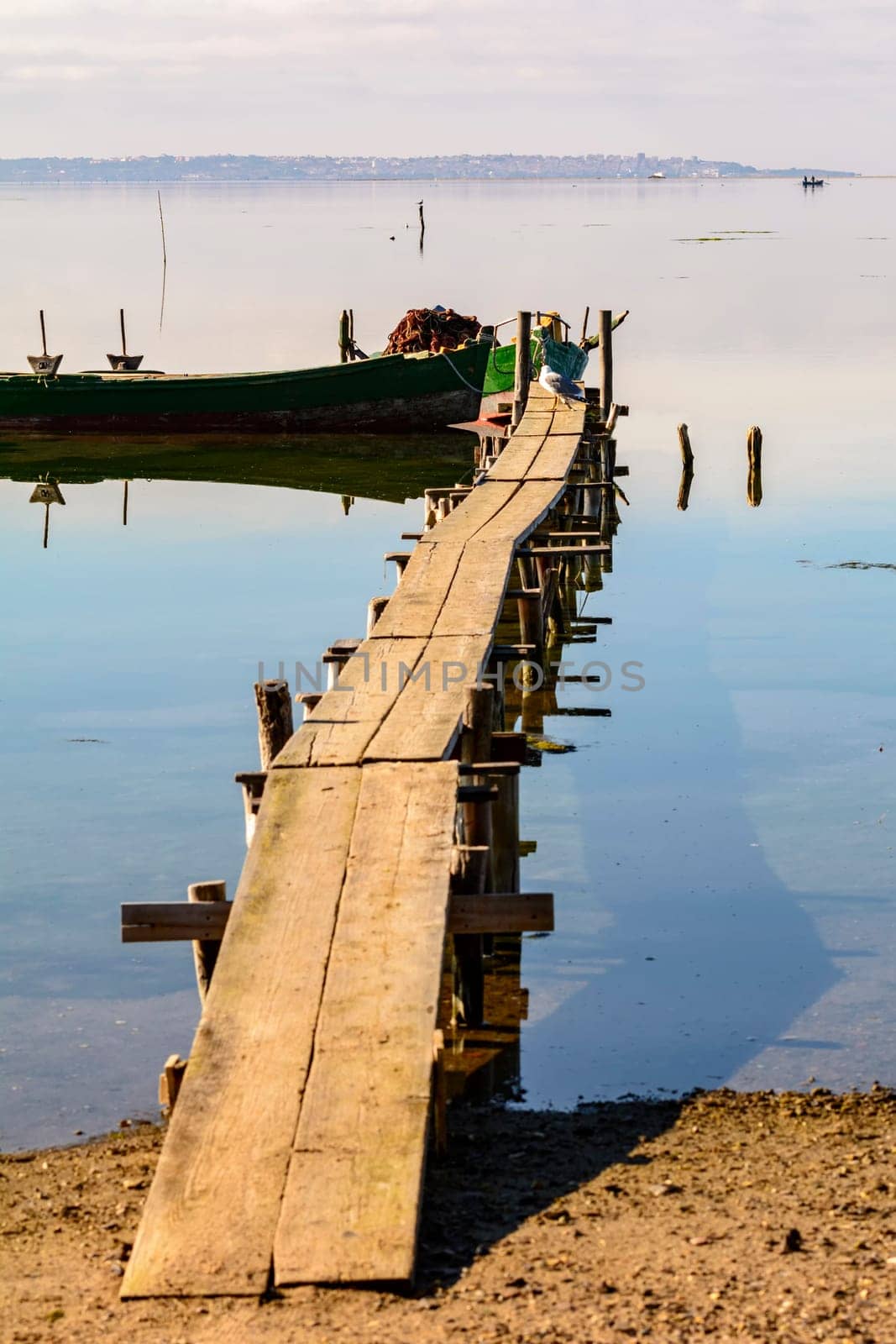 The Seagull walks over the mooring waiting for the arrival of the fishermen with the fish to steal.