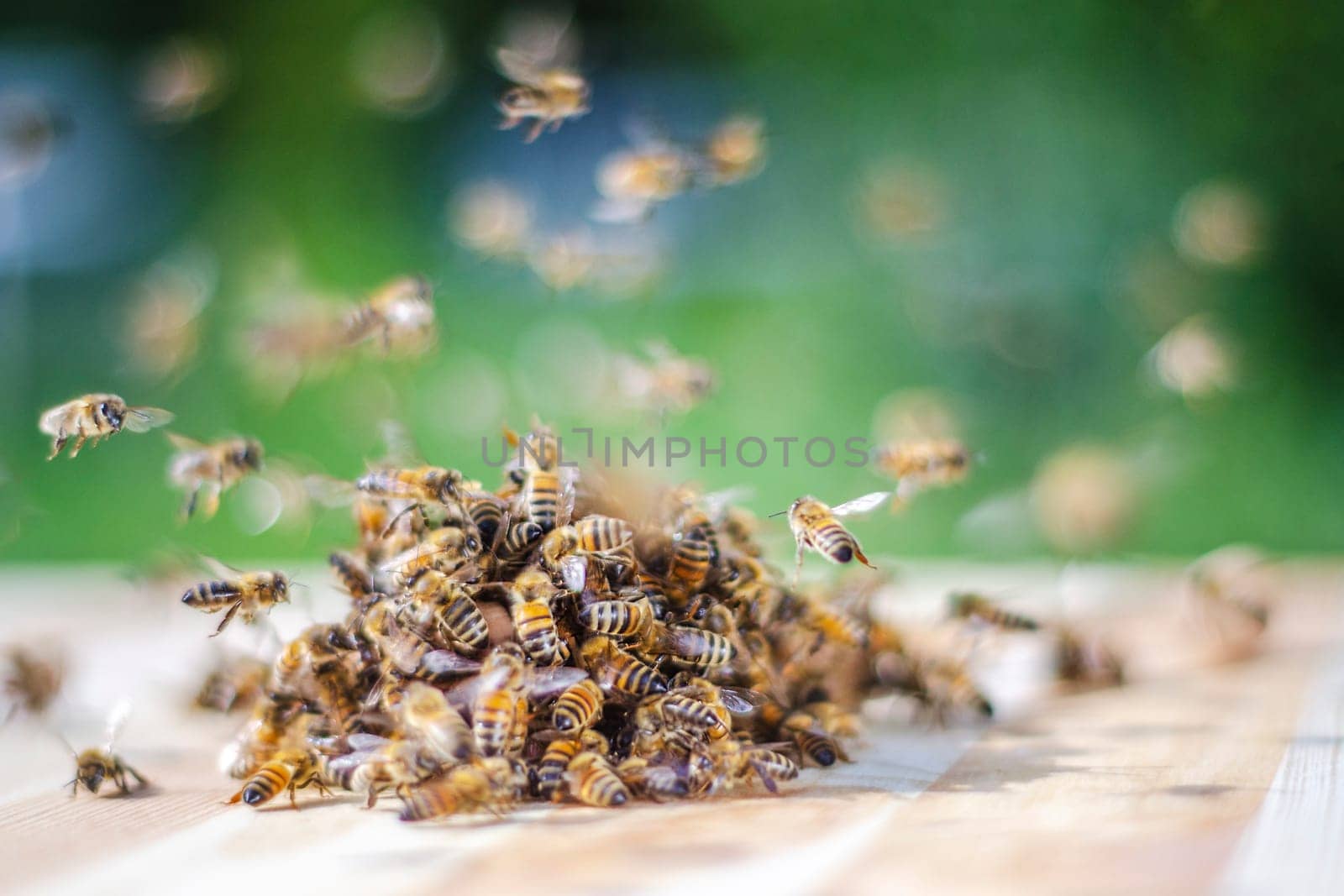 swarm of bees around a dipper soaked in honey in apiary