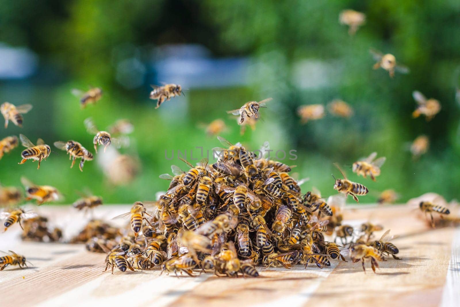 swarm of bees around a dipper soaked in honey in apiary