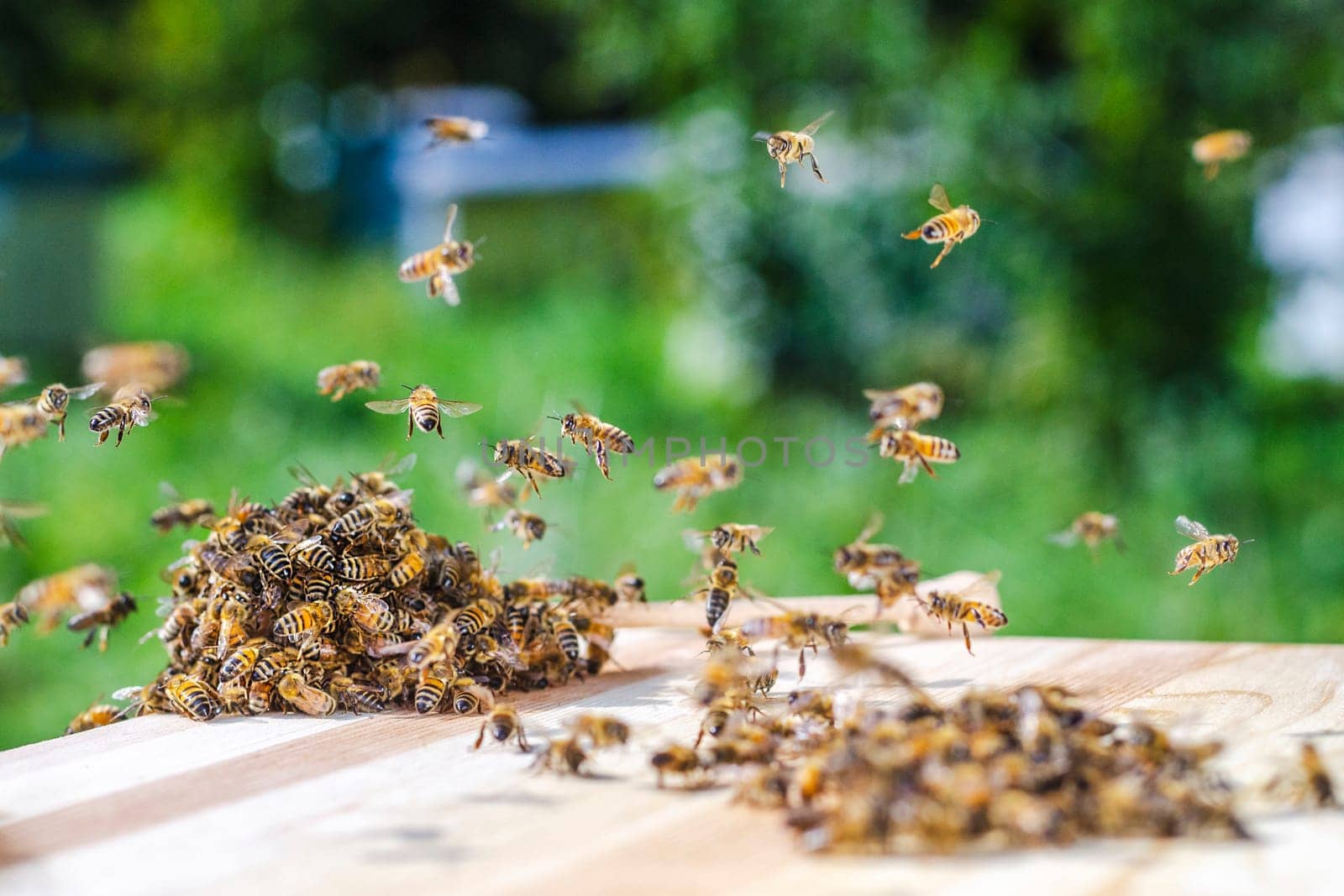 swarm of bees around a dipper soaked in honey in apiary