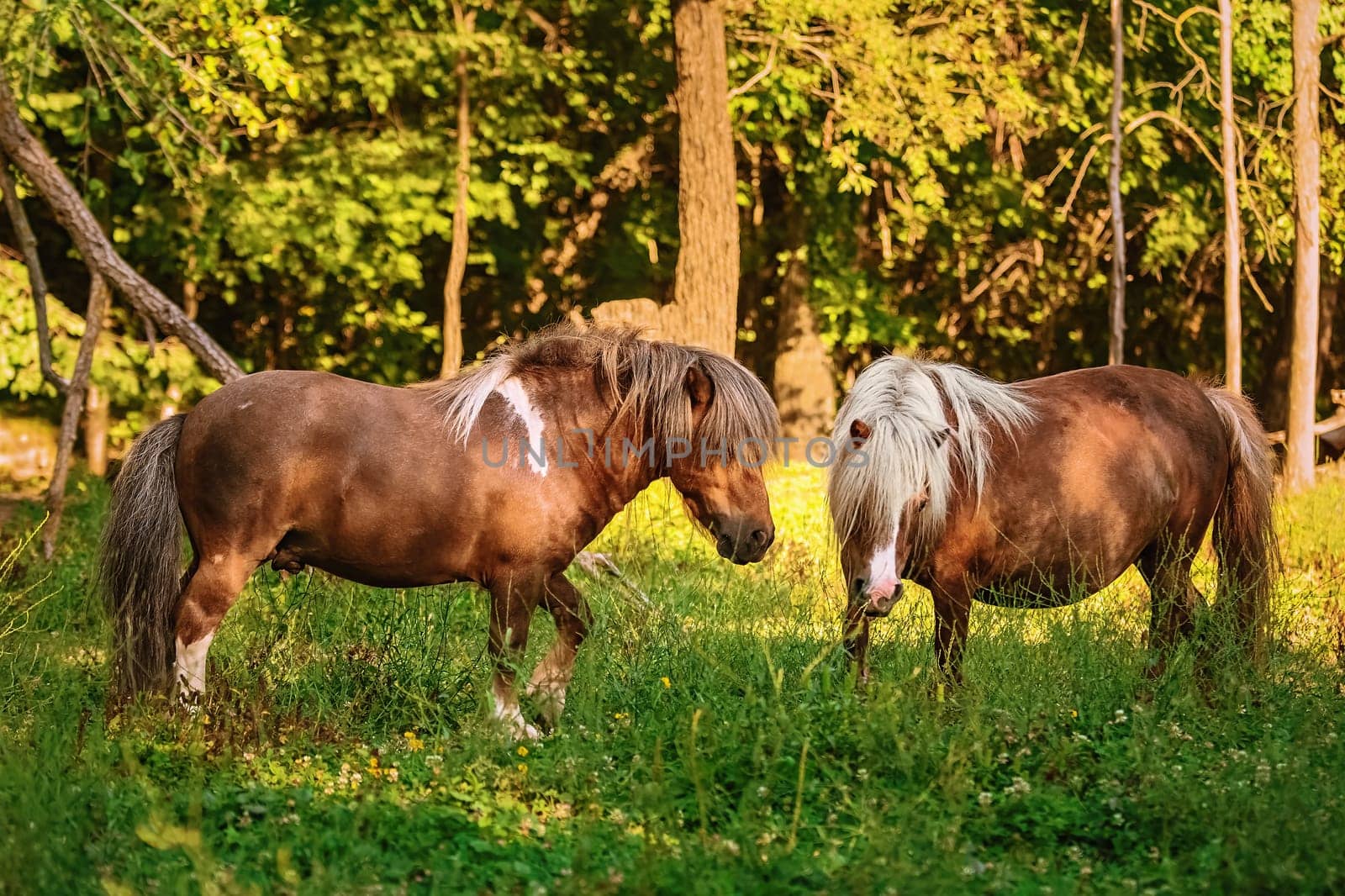 Two ponies on the pasture near forest