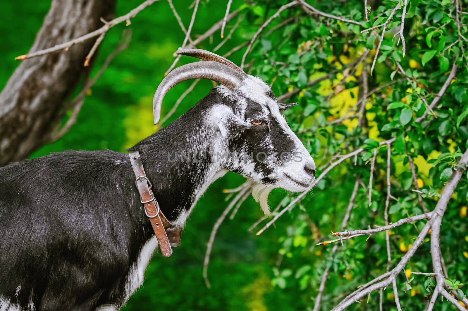 Portrait of the billy goat with horns