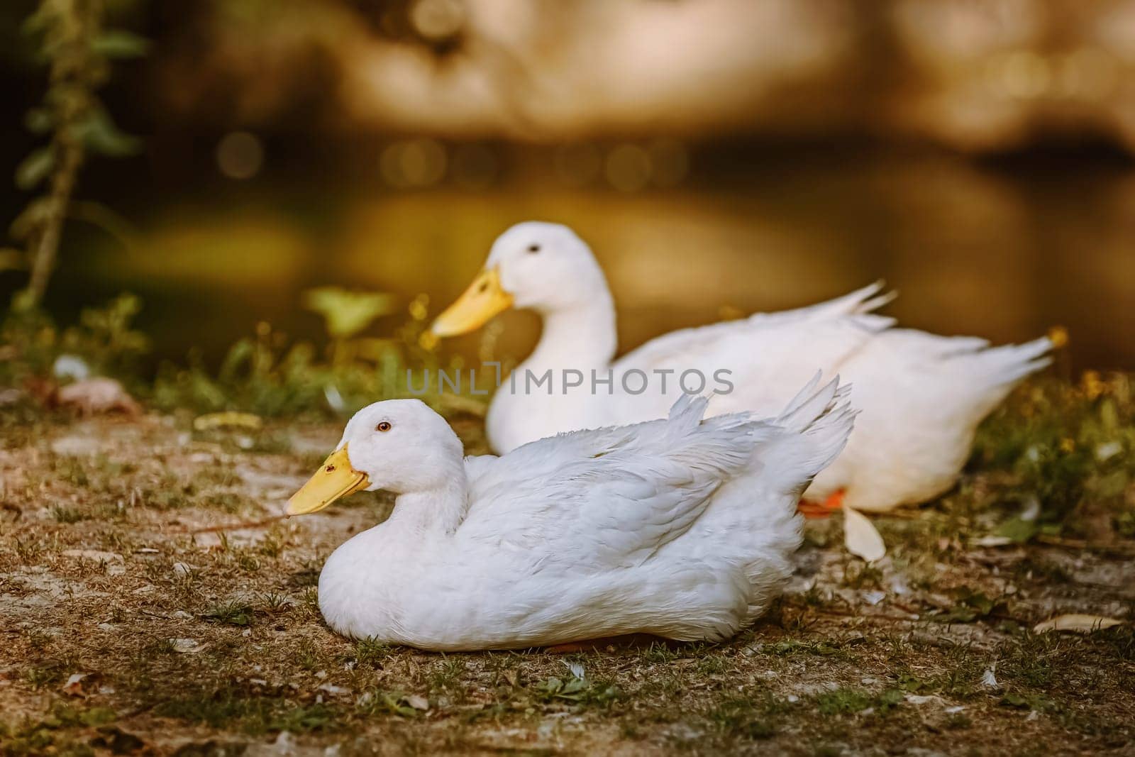 Two white duks resting on the bank of the river