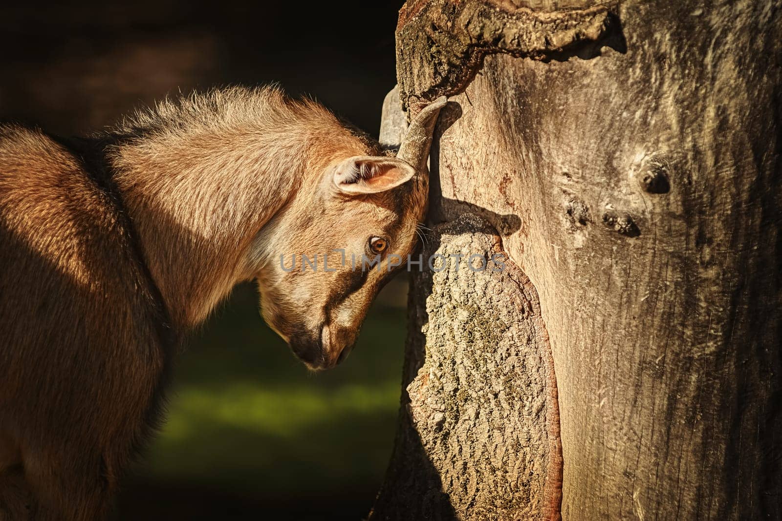 Goat scratching its horns against the tree