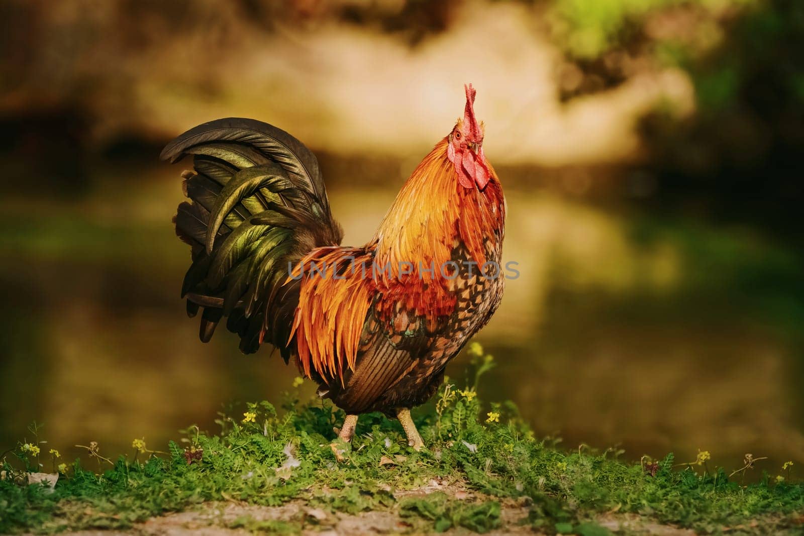 Rooster wlaks on the bank of a river