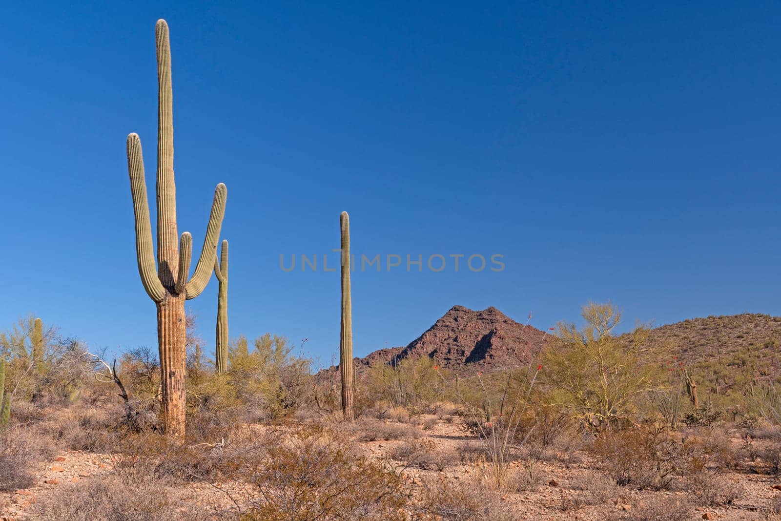 Desert Landscape of Cactus and Brush in the Hills in the Desert in Organ Pipe Cactus National Monument in Arizona