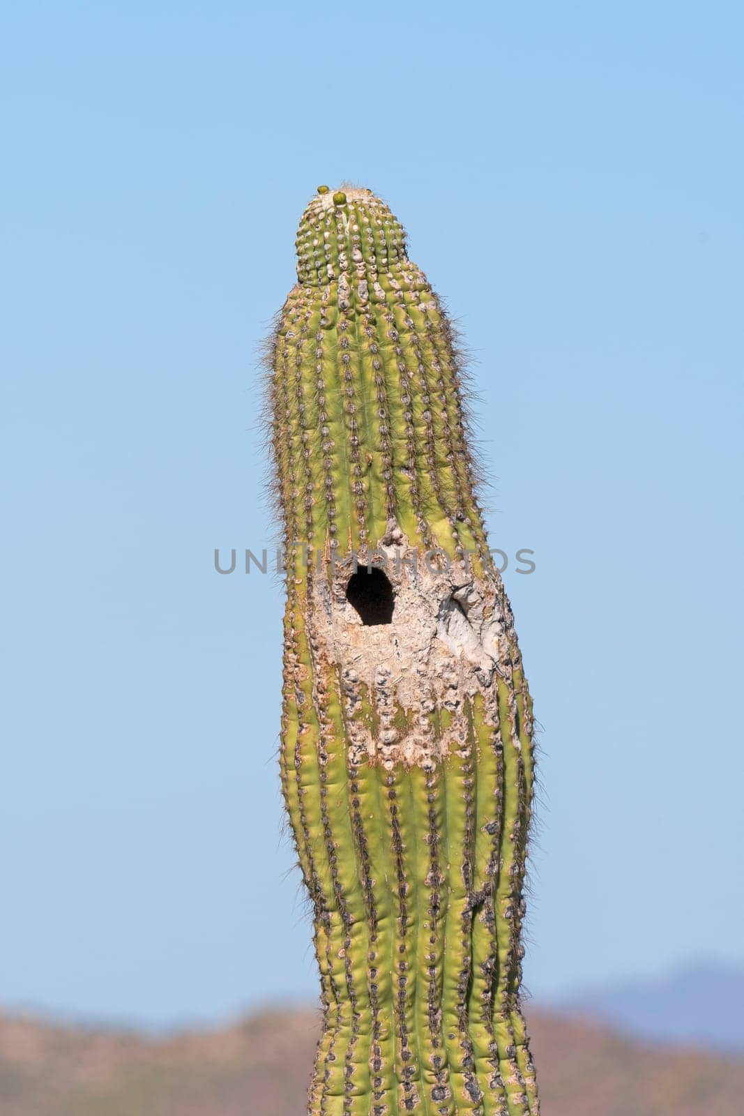 Bird Nest in a Cactus in the Desert in Organ Pipe Cactus National Monument in Arizona