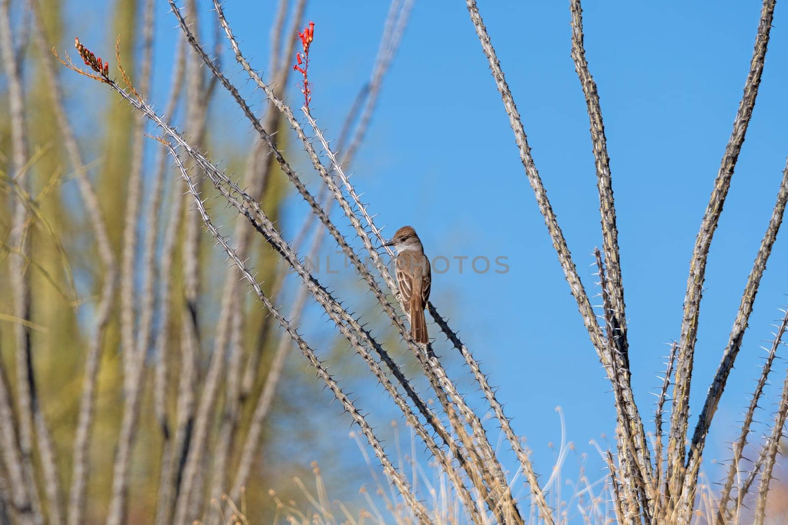Western Wood Pewee in an Ocotillo in the Desert in Organ Pipe Cactus National Monument in Arizona