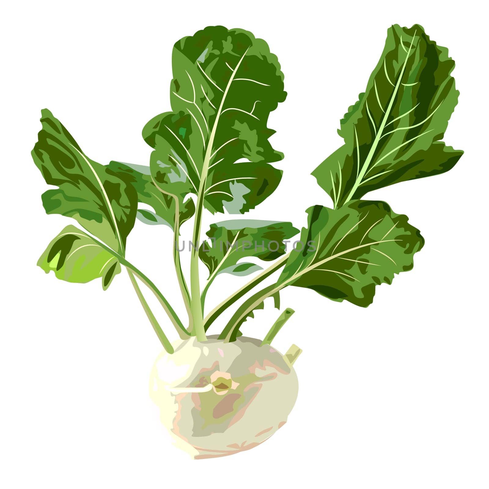 kohlrabi vegetable organic vegetarian food. Vector illustration isolated on a white background