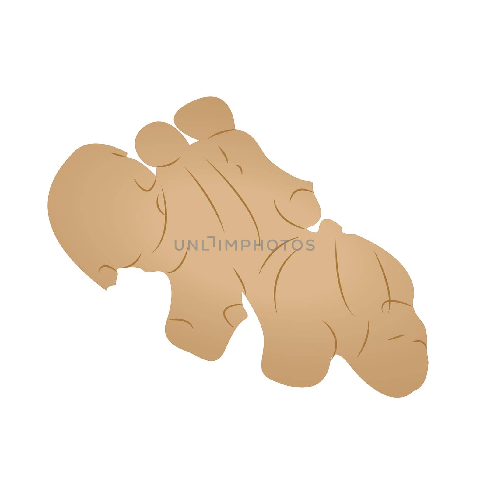 Ginger root condiment spice vector illustration isolated on a white background