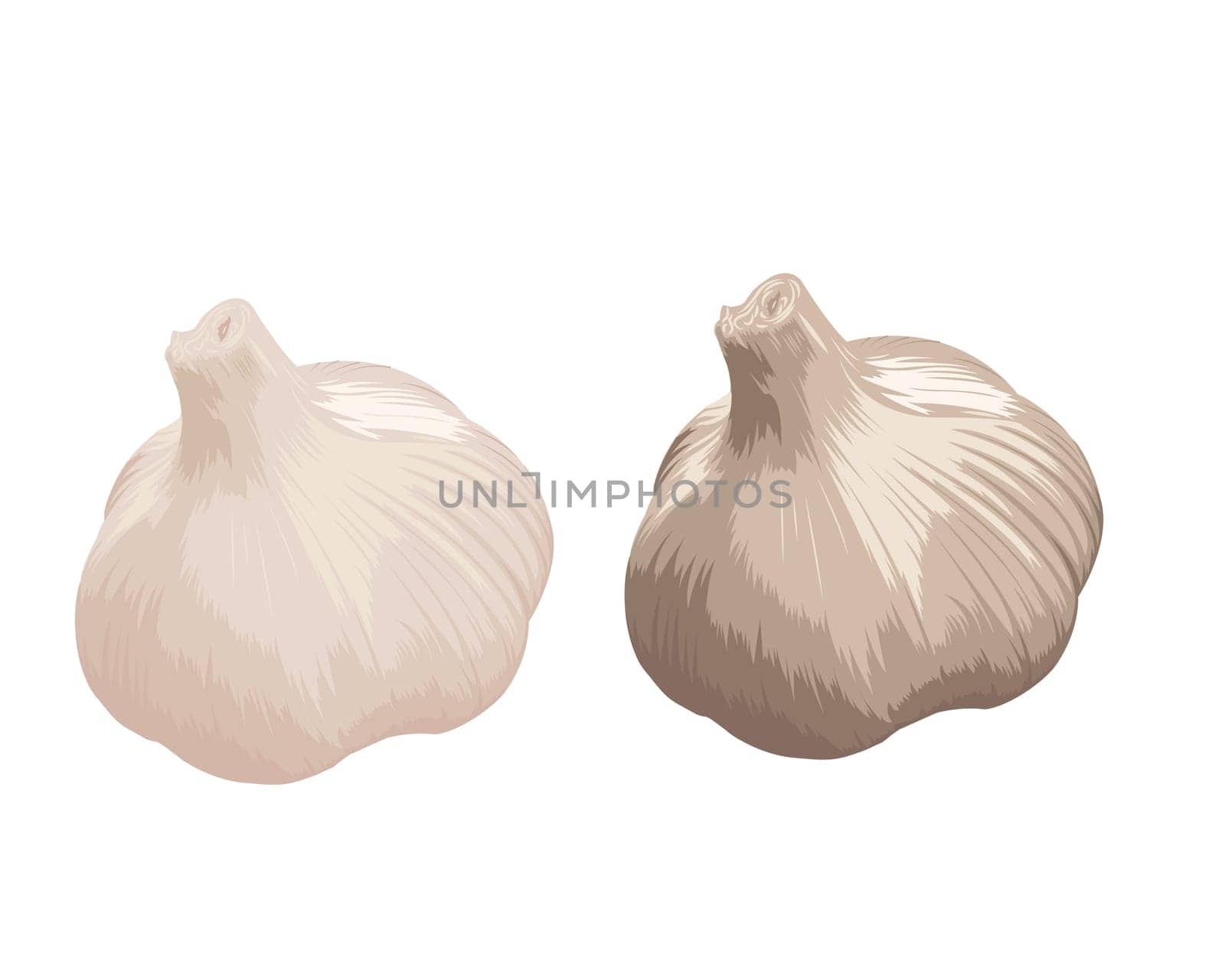 garlic head icon isolated white background vector illustration