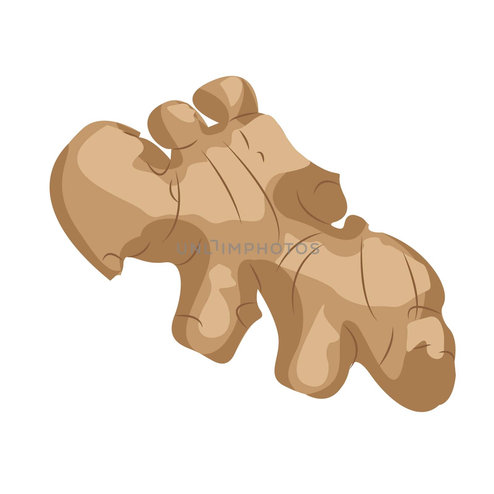 Ginger root condiment spice vector illustration isolated on a white background