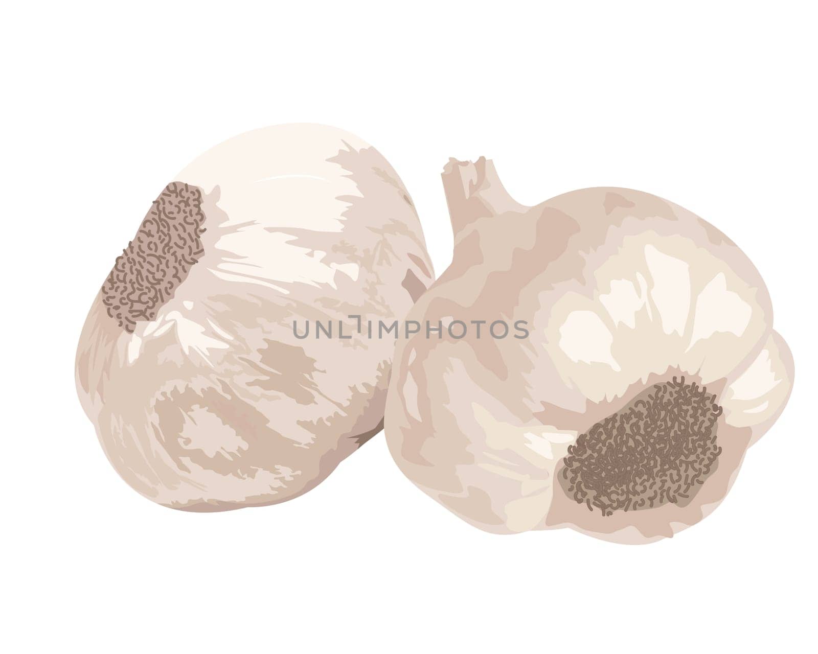 two Garlic isolated on white background.  Vector illustration