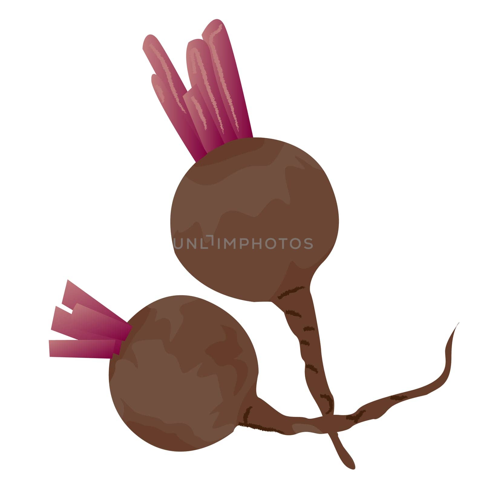 Beet roots vector illustration on a white background