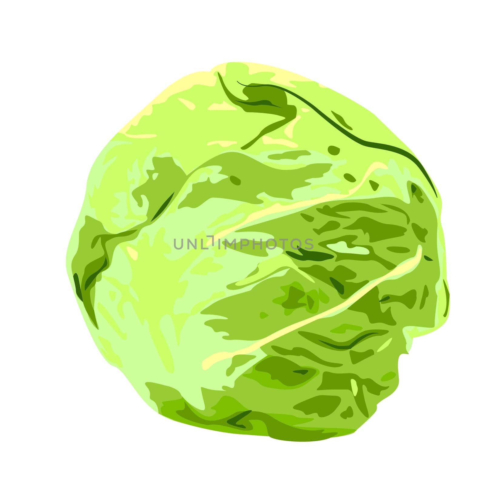 Cabbage vegan healthy food vector illustration isolated on a white background