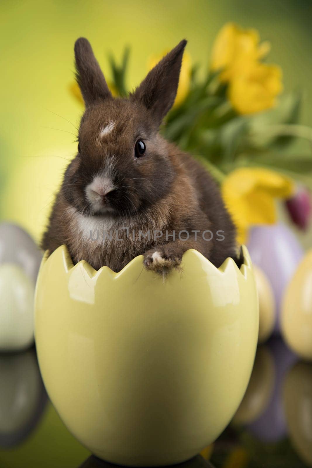 Rabbit and easter eggs, and tulip flower in green background