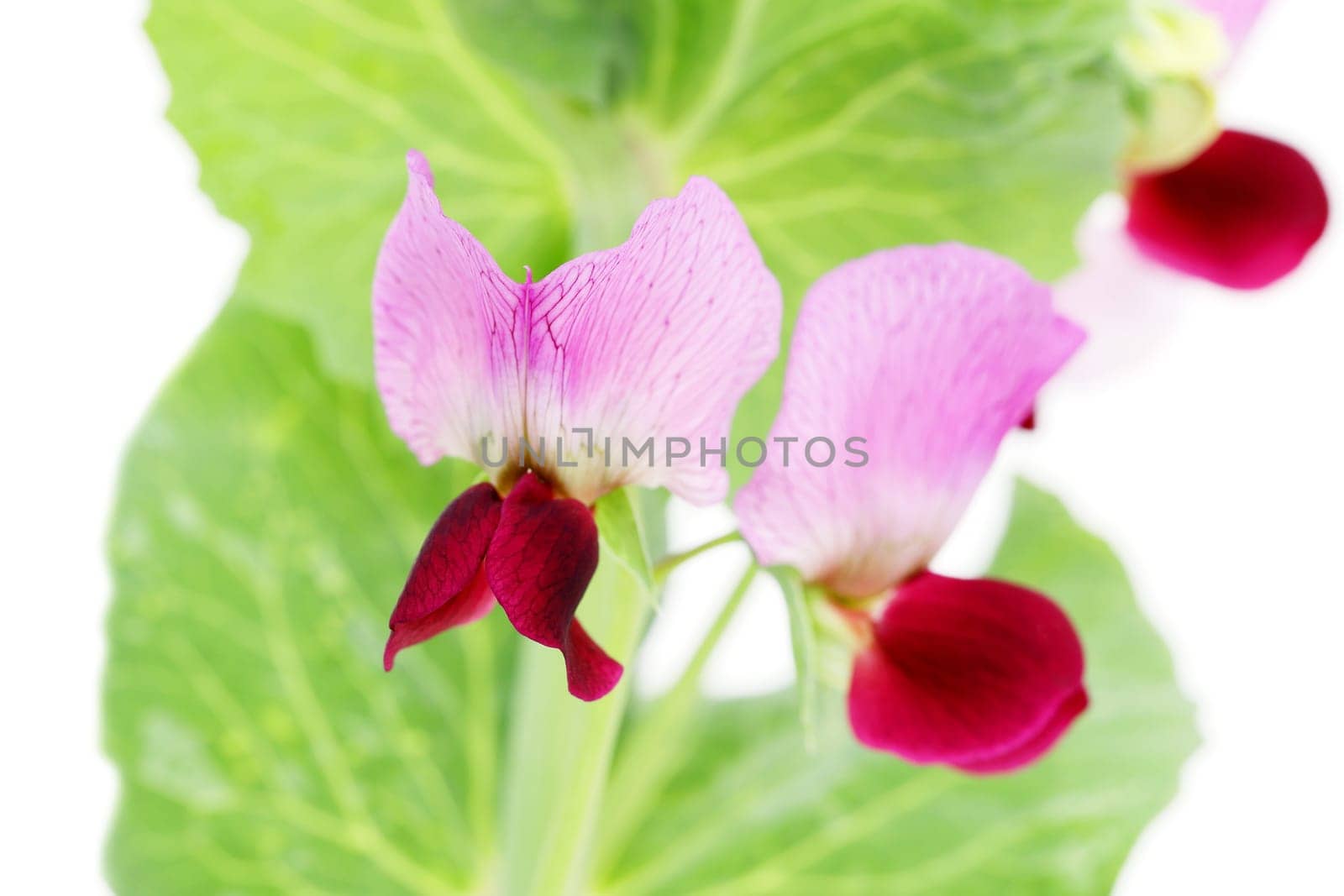 Green bean flower isolated on white background