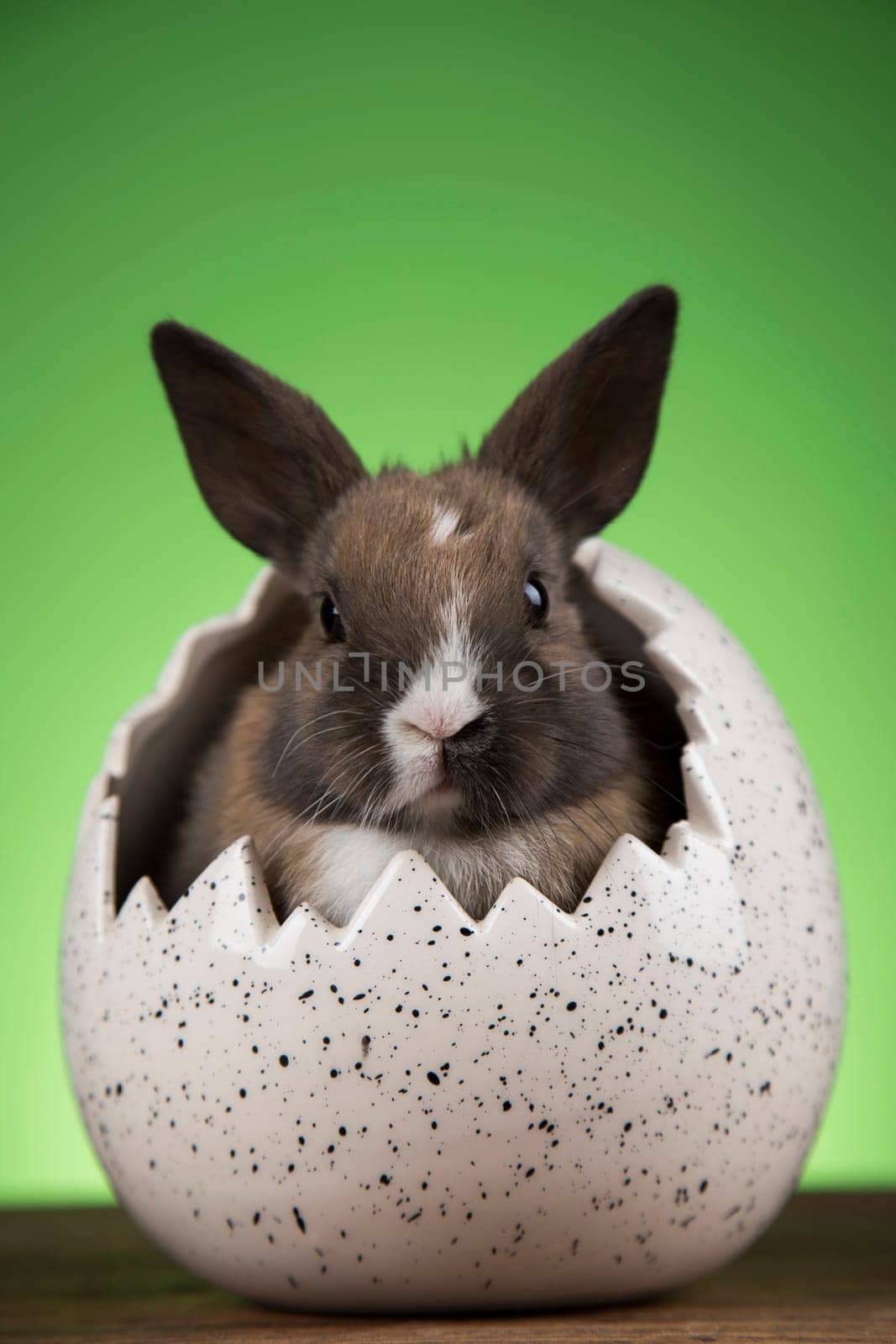 Bunny with Easter eggs on green background
