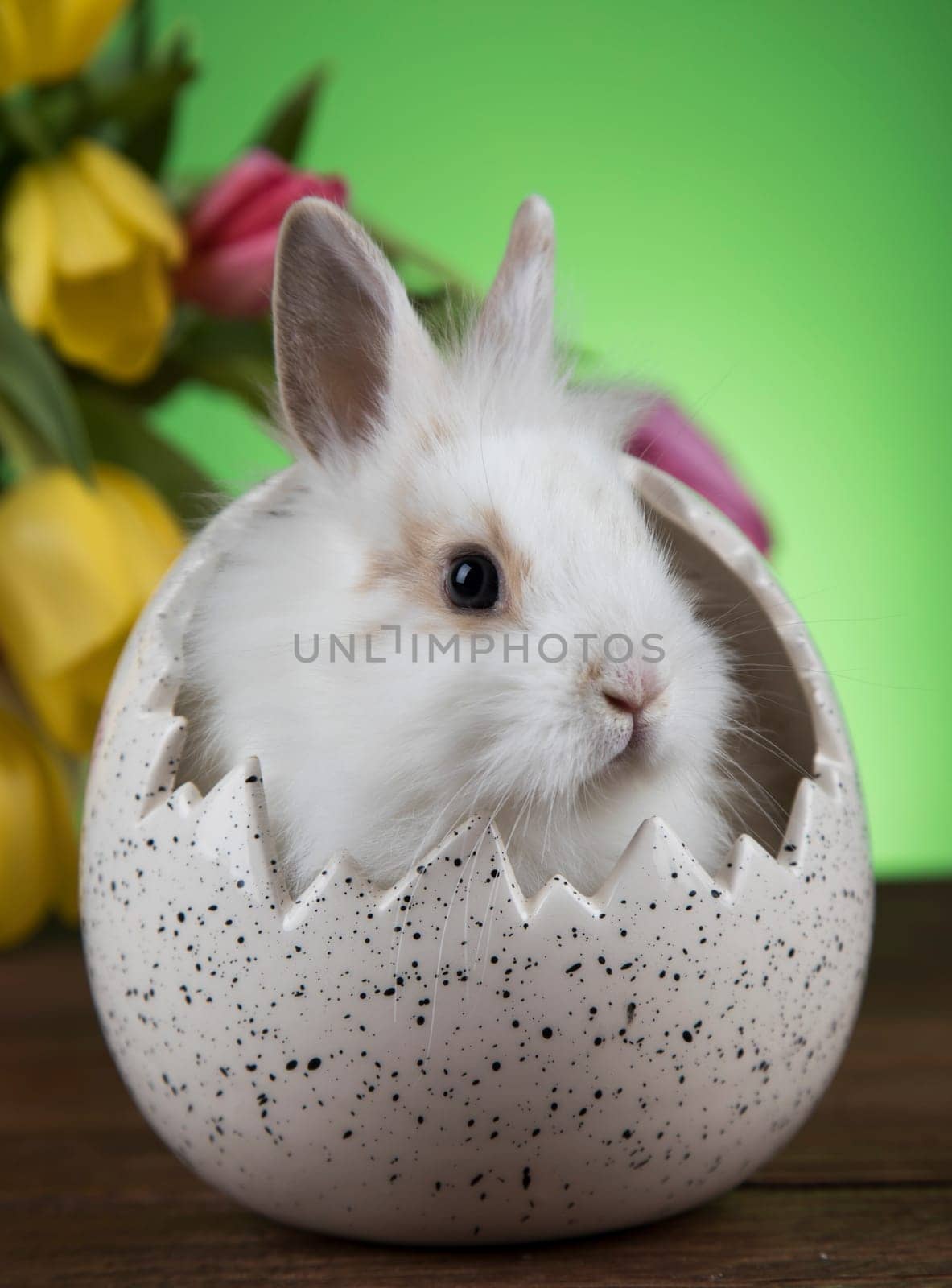 Spring baby bunny, tulip flower background