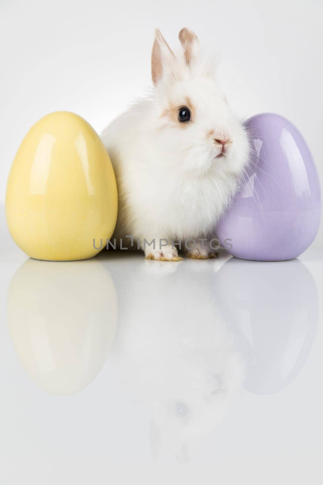 Easter animal holiday, and eggs white background