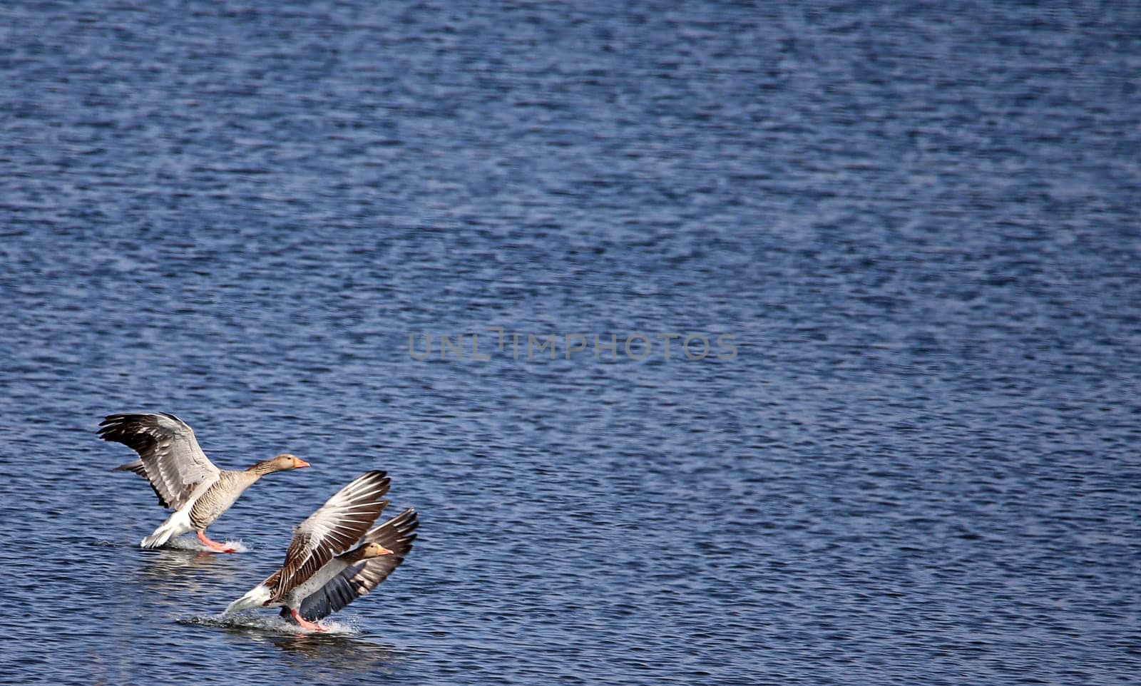 Two greylag geese landing in the nature reserve Wagbachniederung