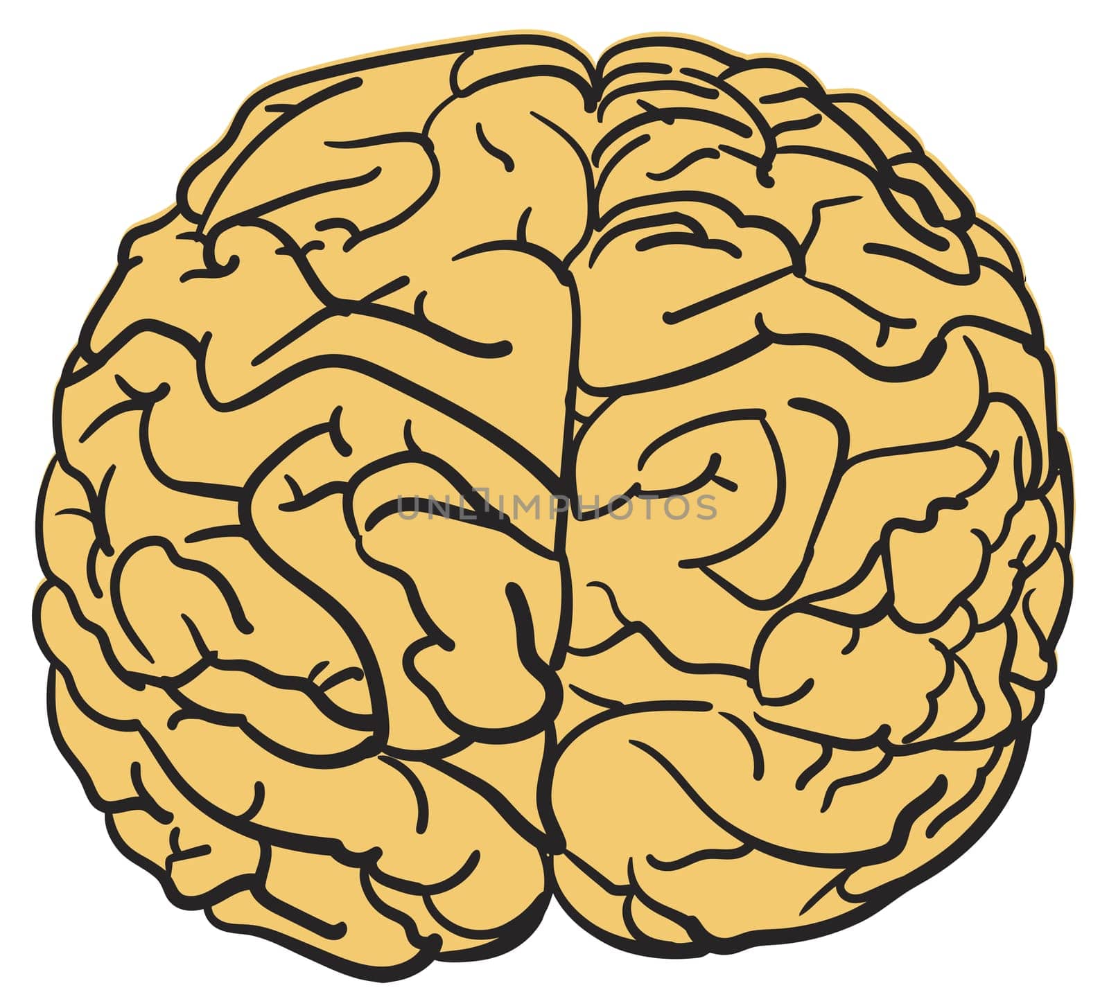 human brain science organ mental wisdom illustration