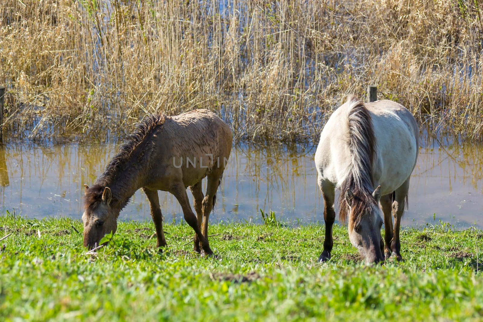 Konik at the floodplain of the Rhine, Netherlands