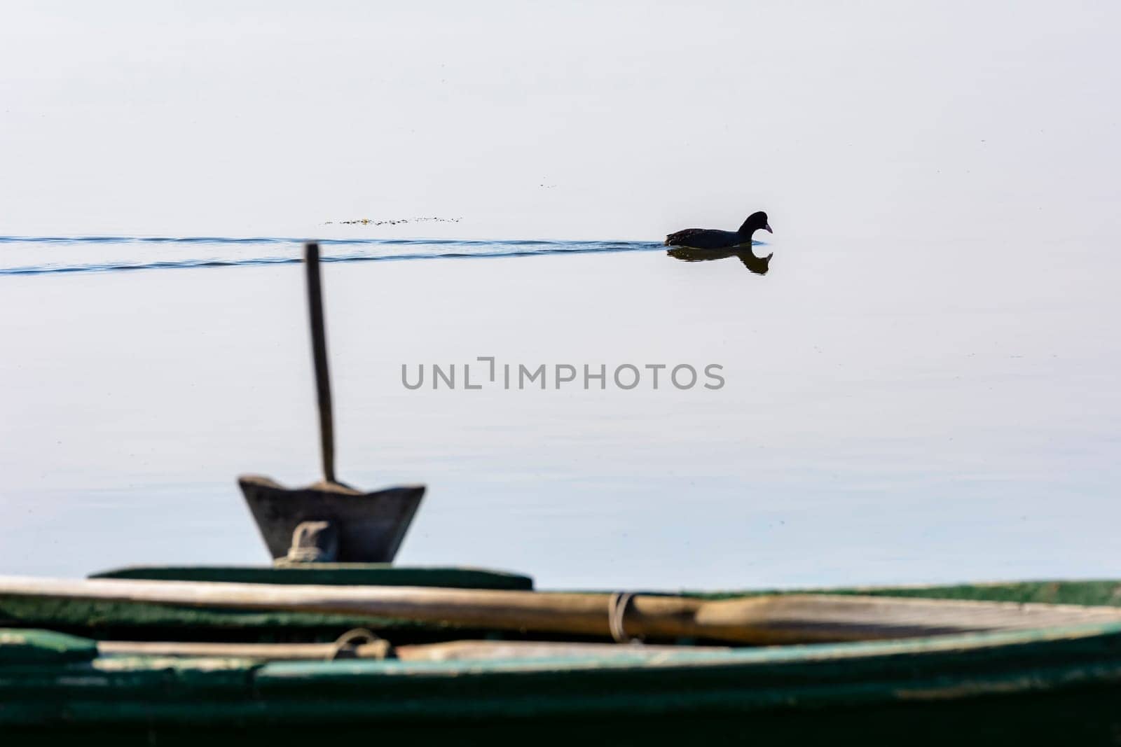 Moorhen in the calm lagoon at dawn. In the foreground the details of an old wooden fishing boat.