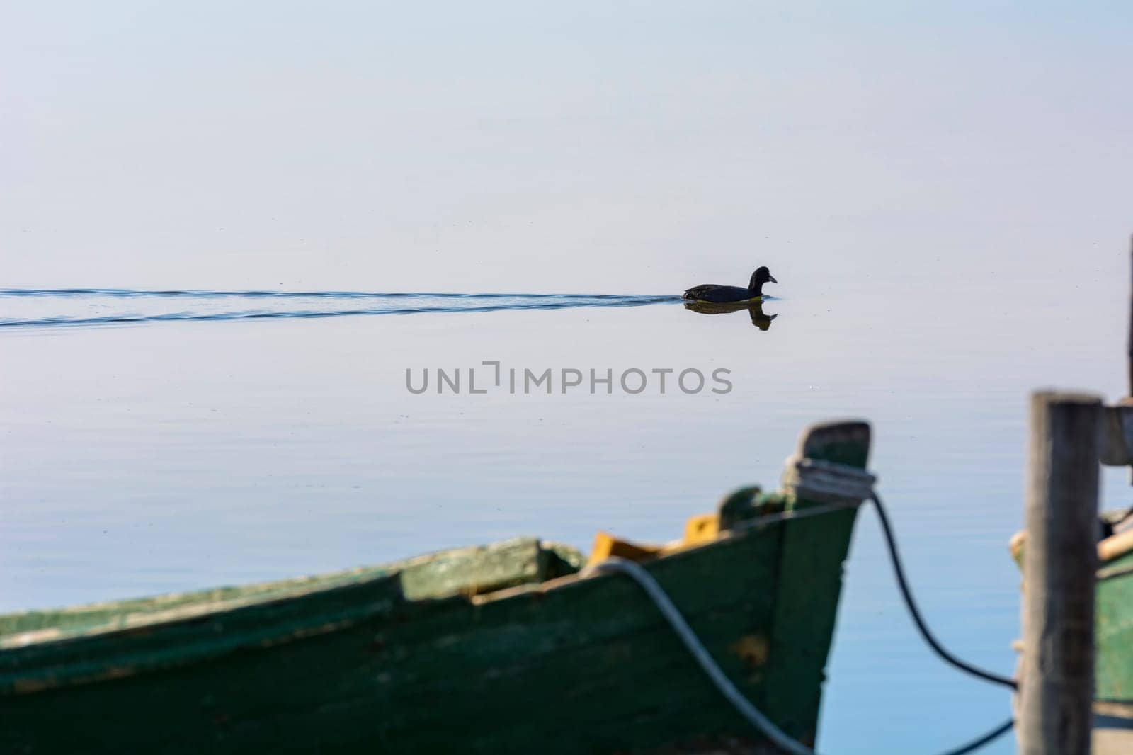 Moorhen in the calm lagoon at dawn. In the foreground the details of an old wooden fishing boat.
