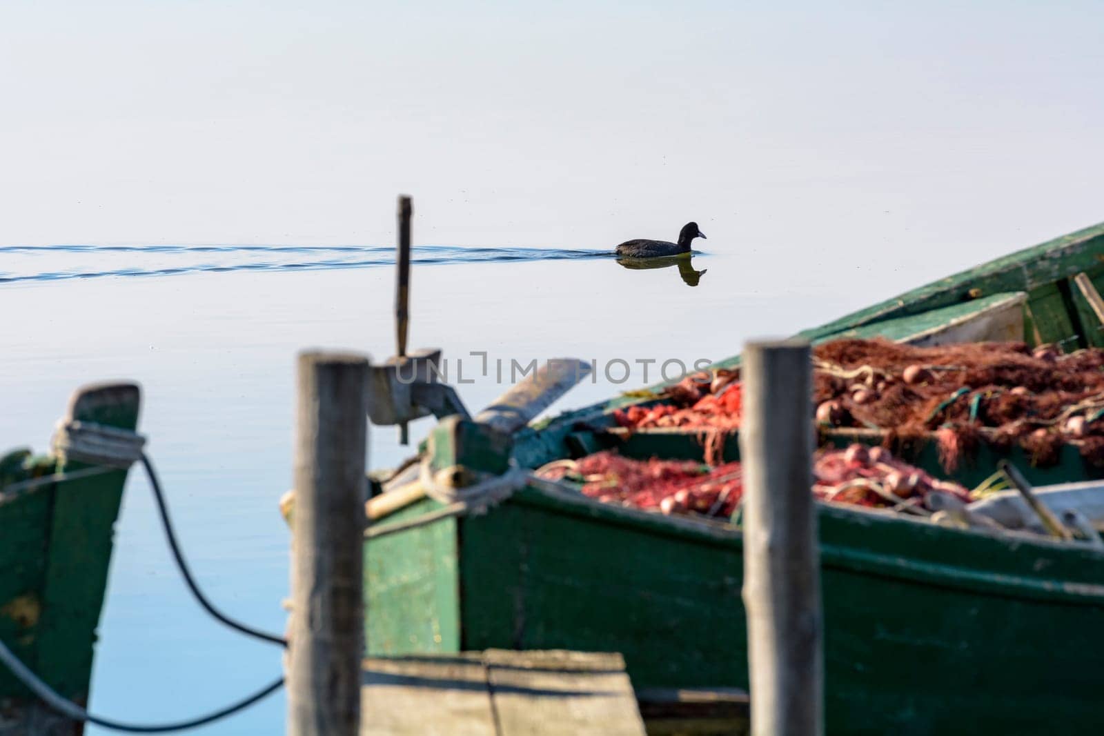 Moorhen in the calm lagoon at dawn. In the foreground the details of an old wooden fishing boat.