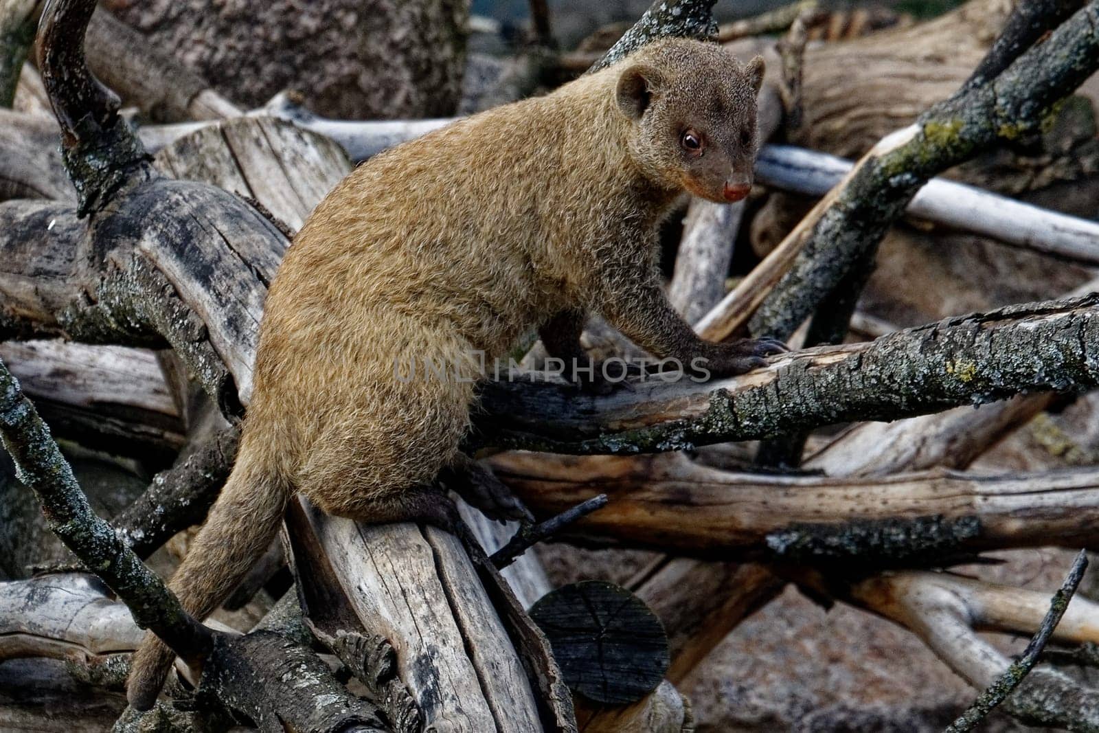 Mongoose