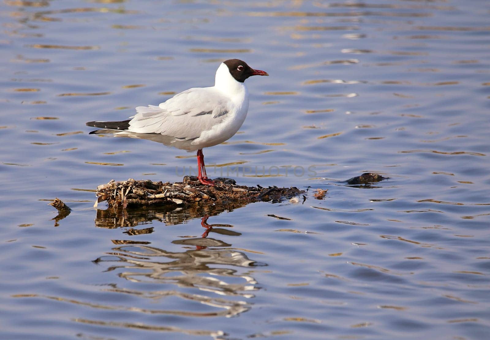 Black-headed gull Chroicocephalus ridibundus in spring in the nature reserve Wagbachniederung