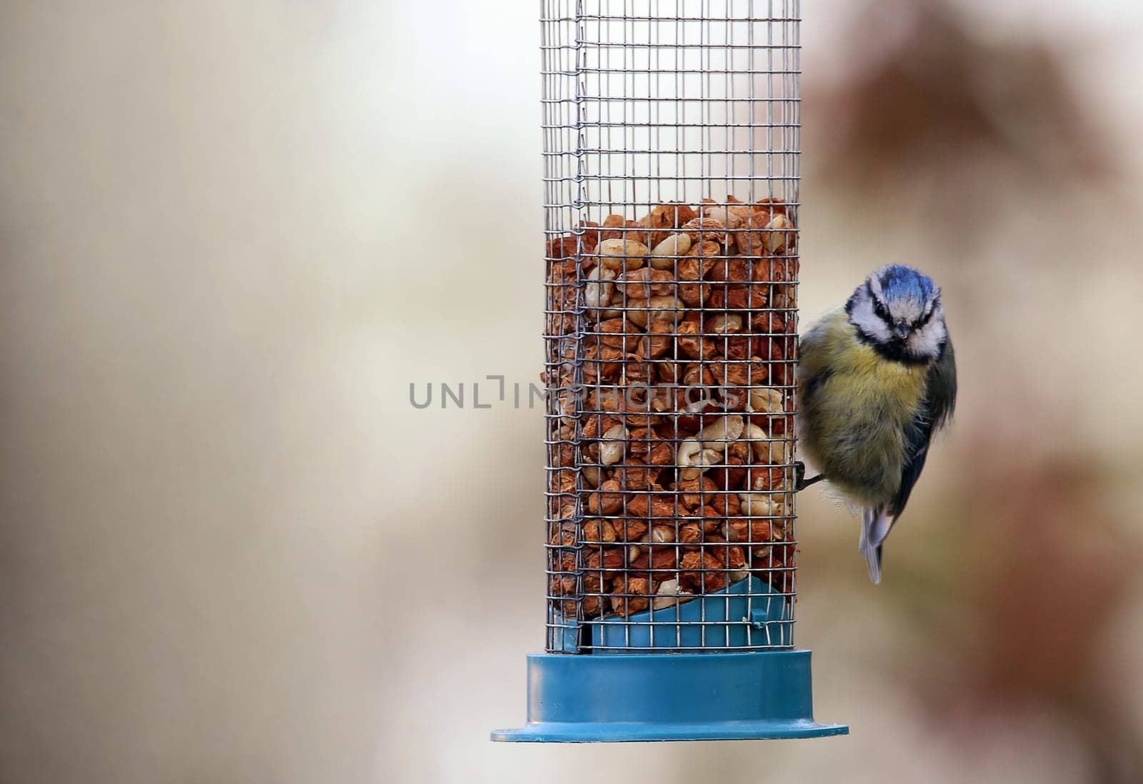 Blue Cyanistes caeruleus on a peanut dispenser