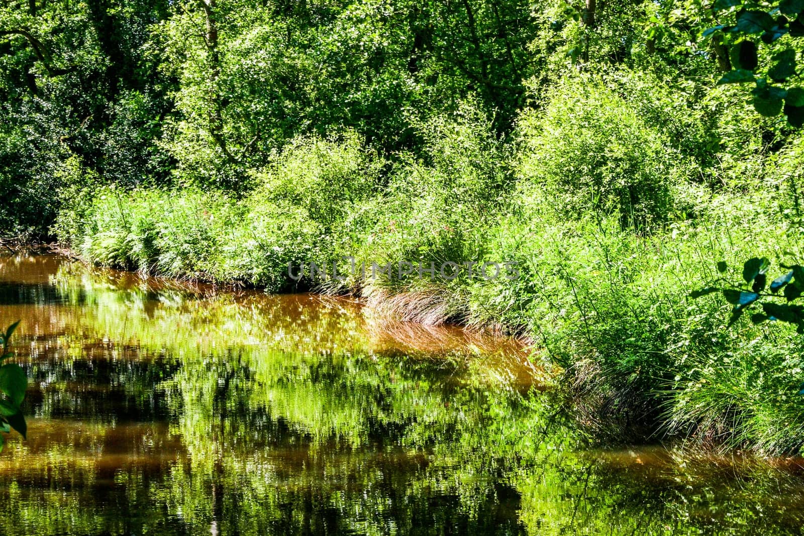 A lake with trees and bushes and reflections