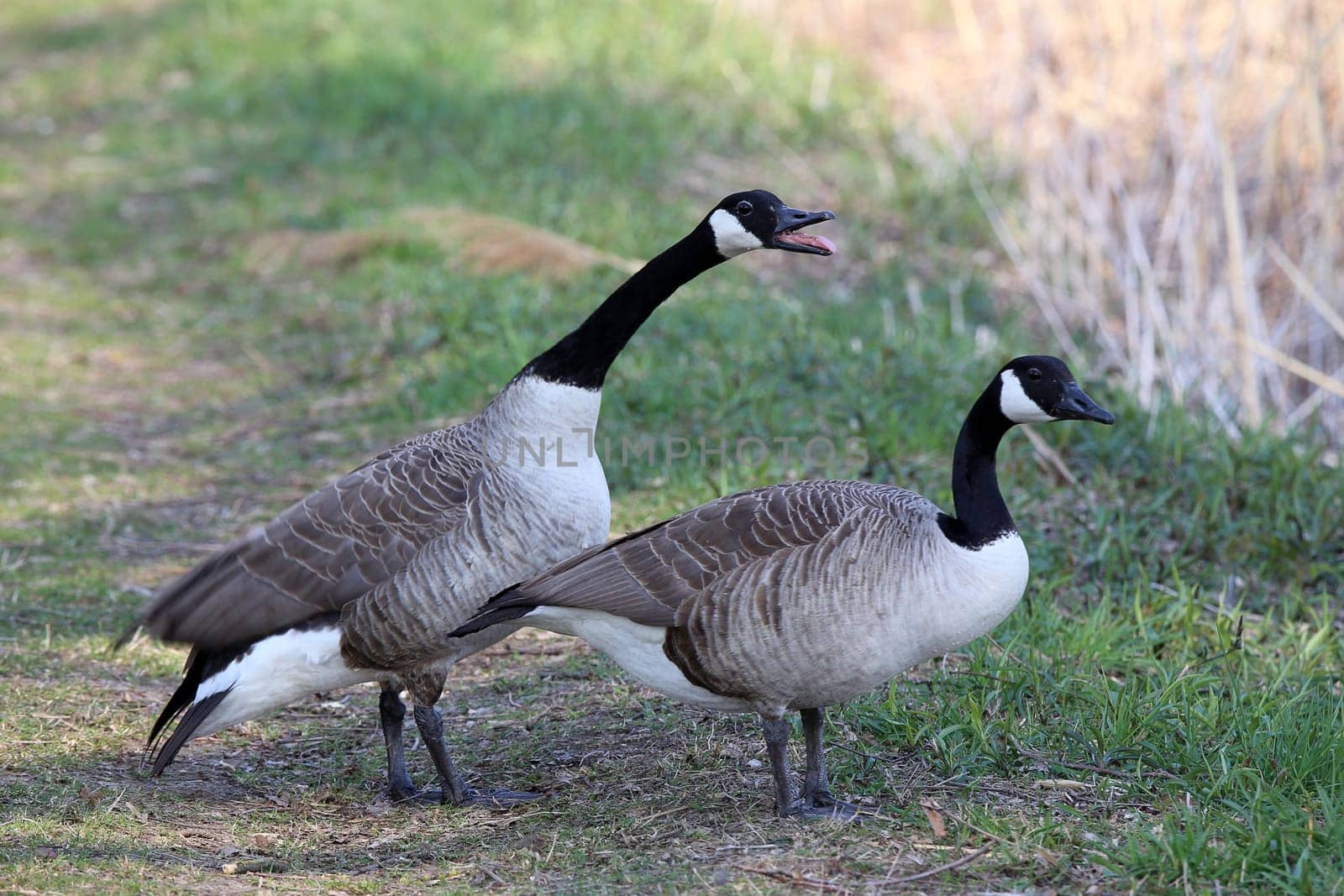 A pair of Canada geese Branta canadensis in the nature reserve Wagbachniederung